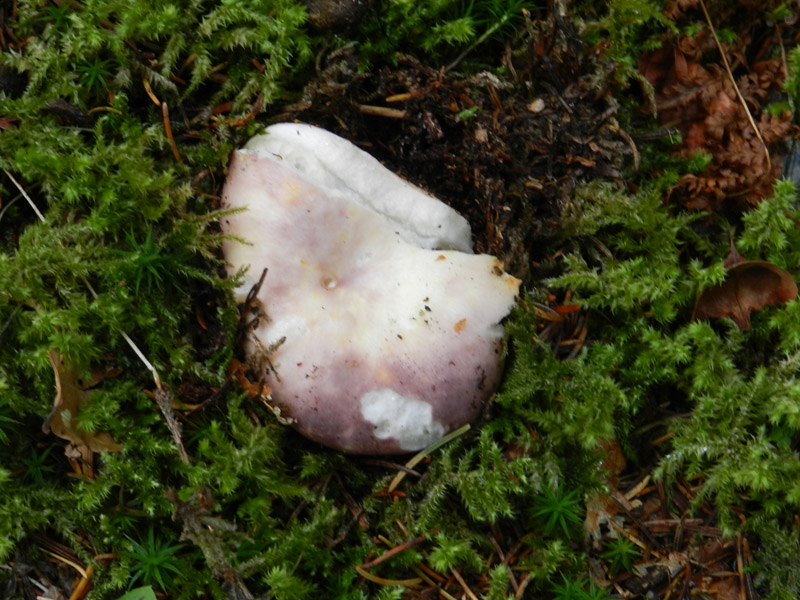sempre bosco prevalenza conifere